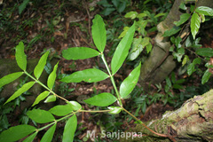 Humboldtia bourdillonii